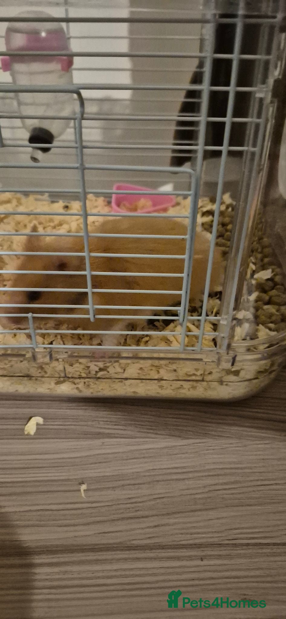 Hamster rodents Mr tibbles - Advert 1