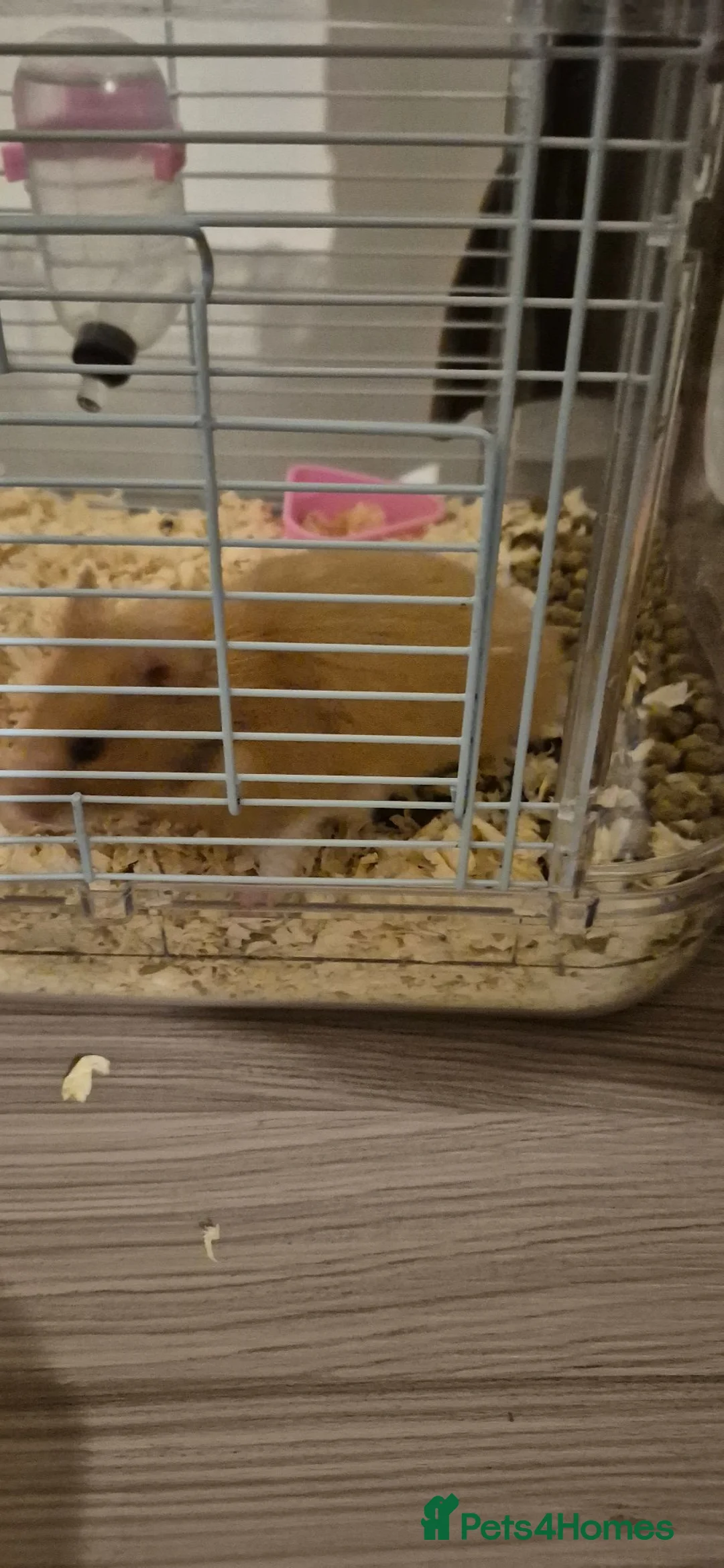 Hamster rodents for sale: Mr tibbles in Bolton - Advert 1