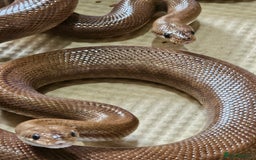 Boa Snake reptiles for sale: Columbian rainbow boa and king snakes - Image 2