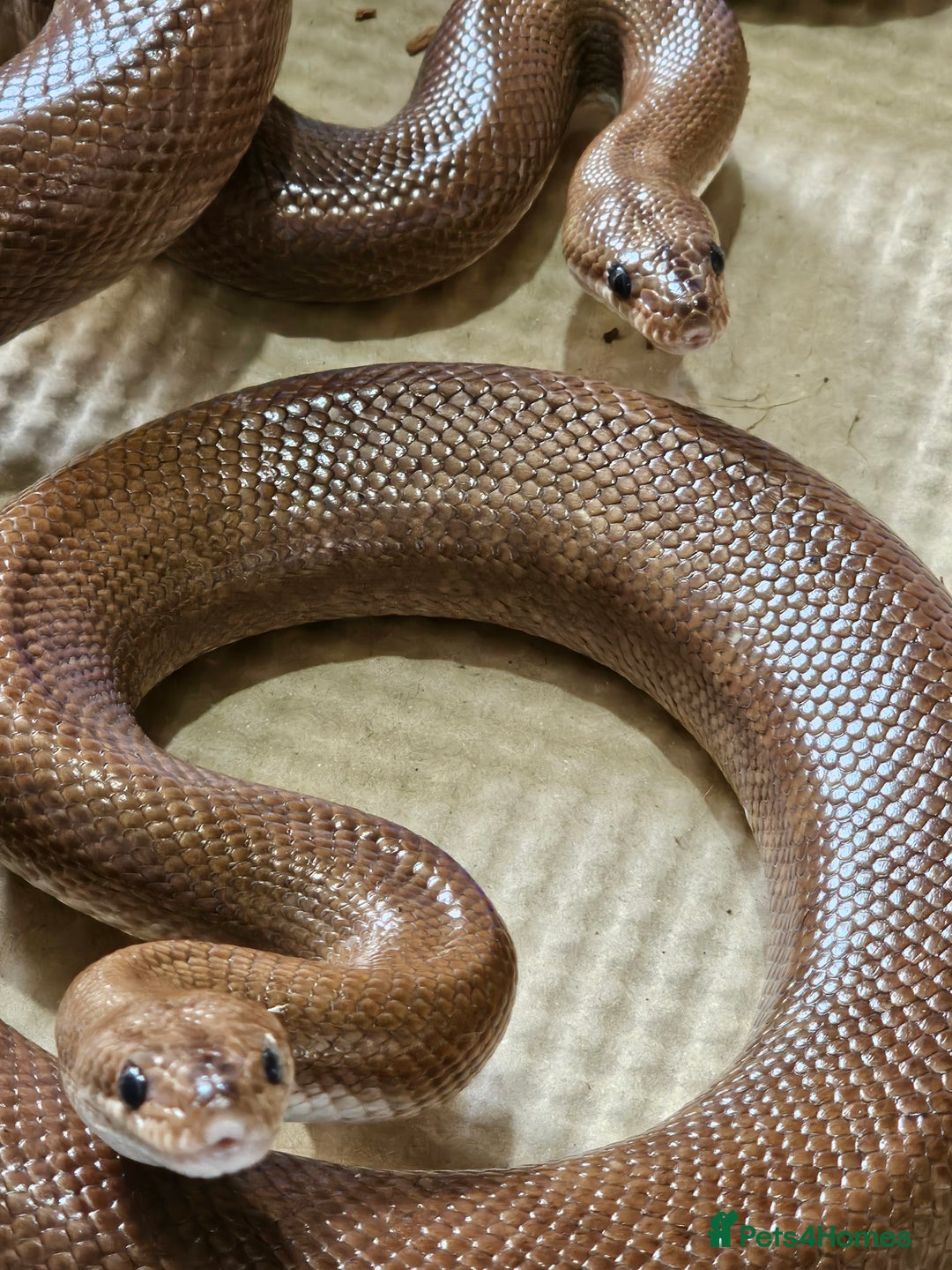 Boa Snake reptiles for sale: Columbian rainbow boa and king snakes - Image 2