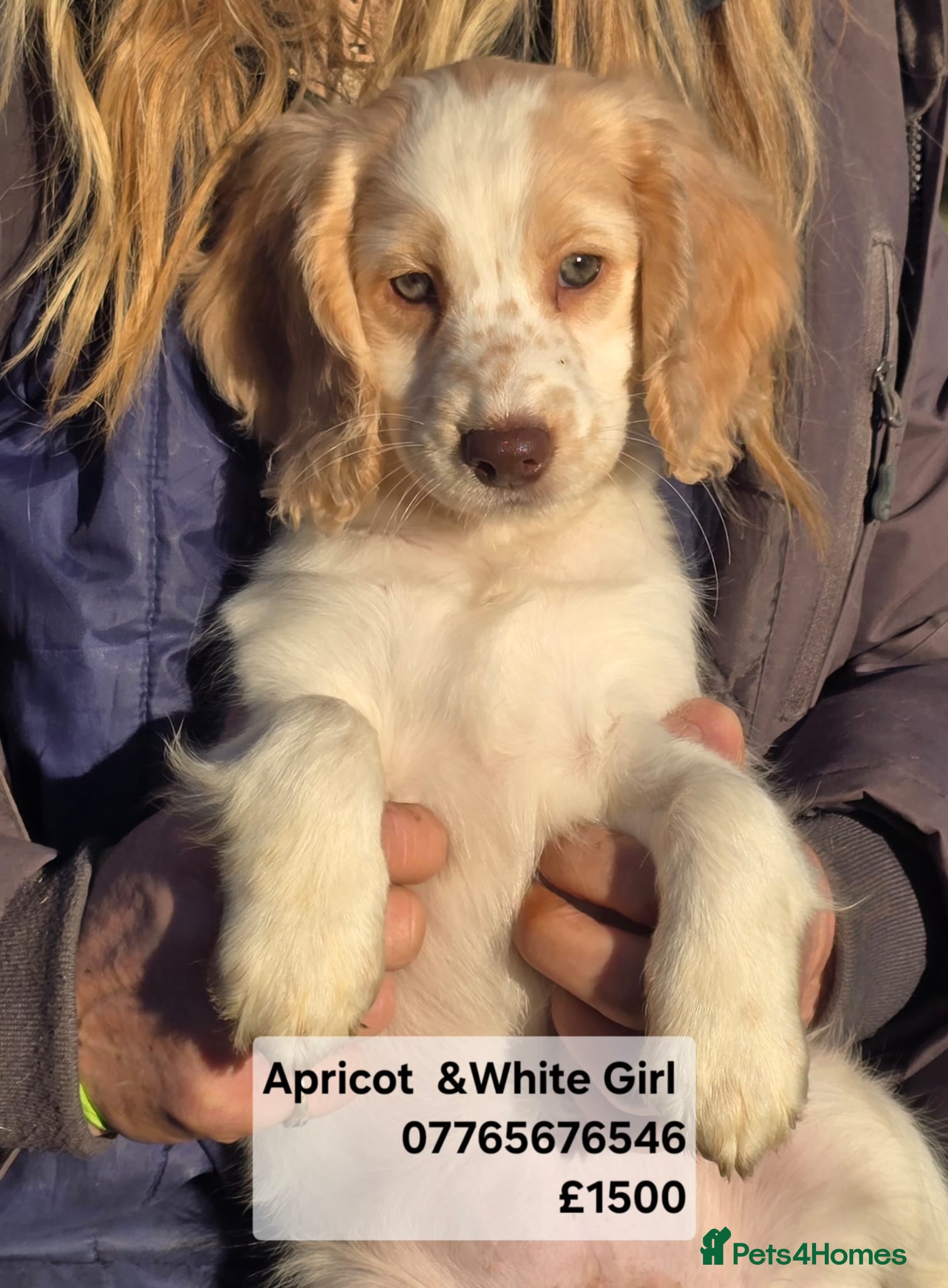 Cockapoo dogs Quality Cockapoo Puppies Licenced Domestic Breeder - Advert 6