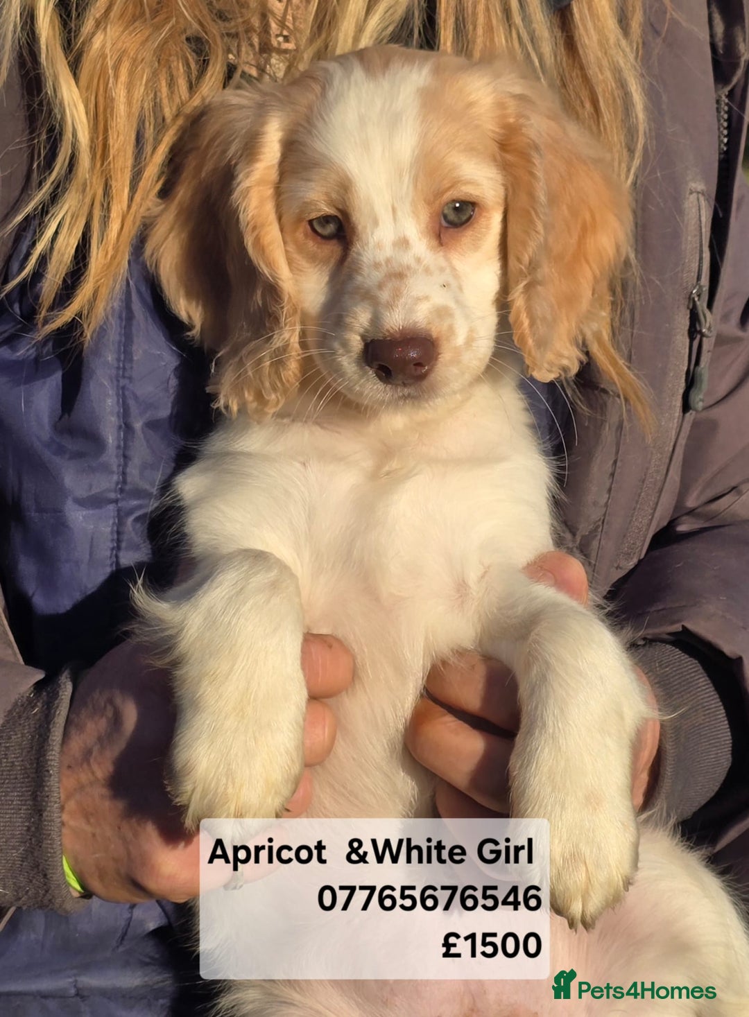 Cockapoo dogs for sale: Quality Cockapoo Puppies Licenced Domestic Breeder - Advert 3