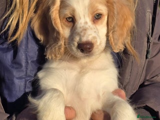 Cockapoo dogs Quality Cockapoo Puppies Licenced Domestic Breeder - Advert 4