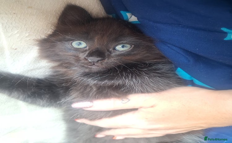 Ragdoll cats Ragdoll x Bombay  - Advert 1