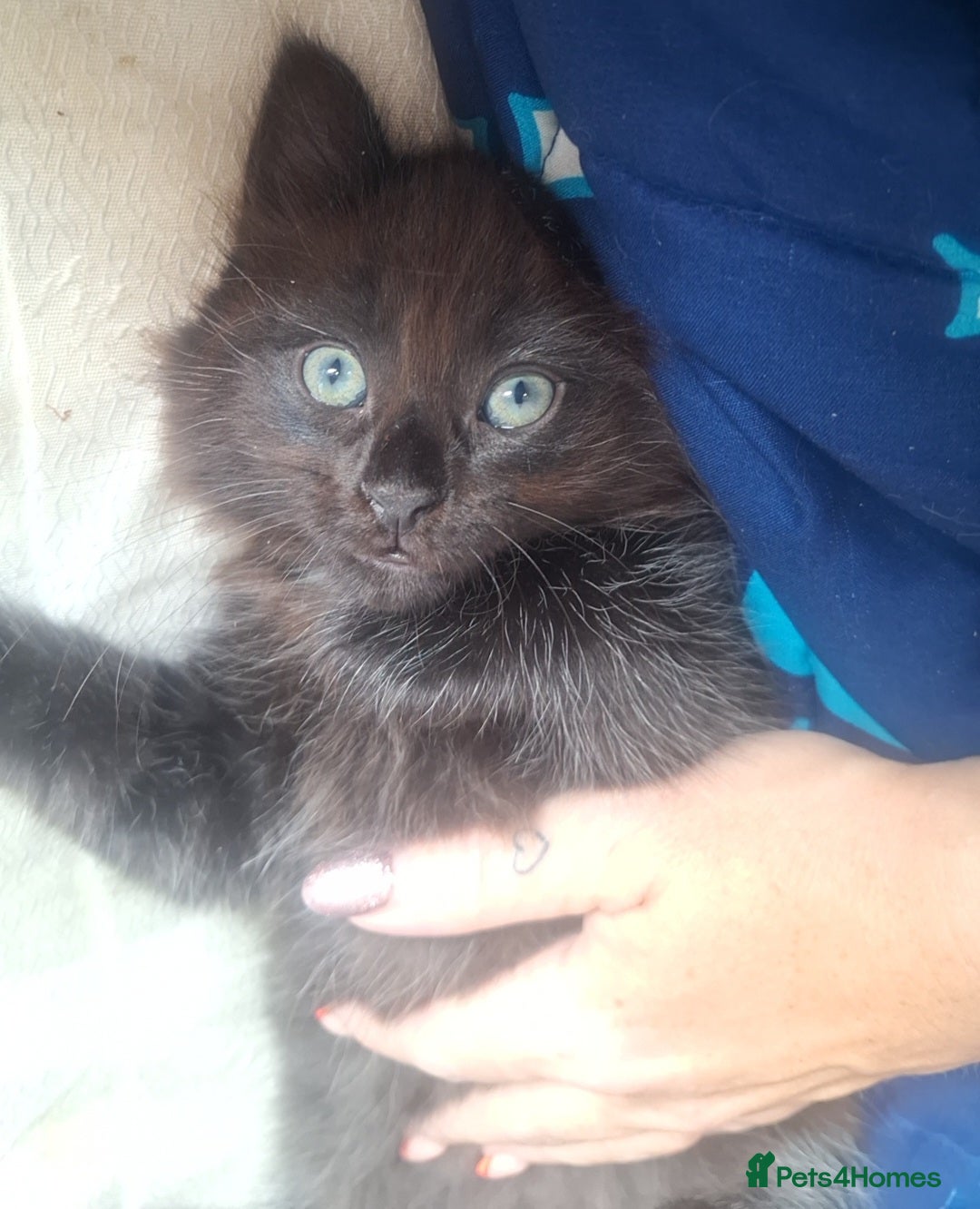 Ragdoll cats for sale: Ragdoll x Bombay  - Advert 1