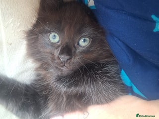 Ragdoll cats Ragdoll x Bombay - Advert 2