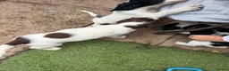 English Springer Spaniel dogs for sale: Engilish springer spaniel puppies  - Advert 20