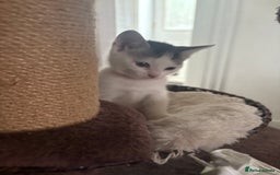 Mixed Breed cats for sale: Beautiful mixed breed kittens - Image 38