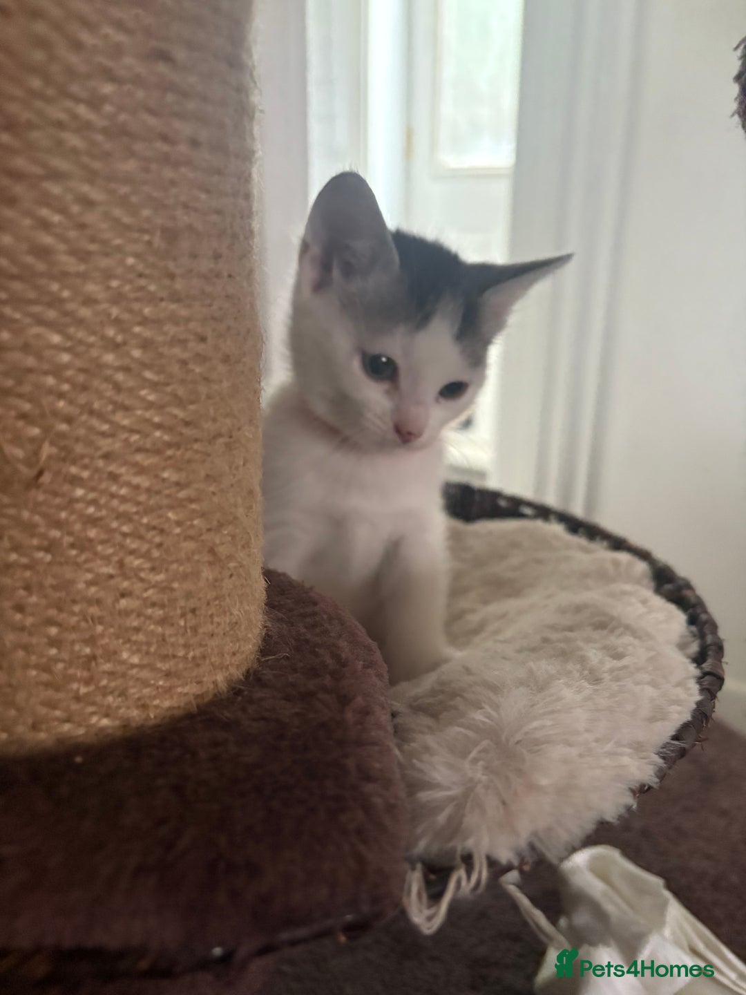 Mixed Breed cats for sale: Beautiful mixed breed kittens - Image 38