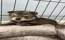 Pomsky dogs for sale: *WAITLIST OPEN* Pomsky puppy *FOUND HOMES* - Image 14