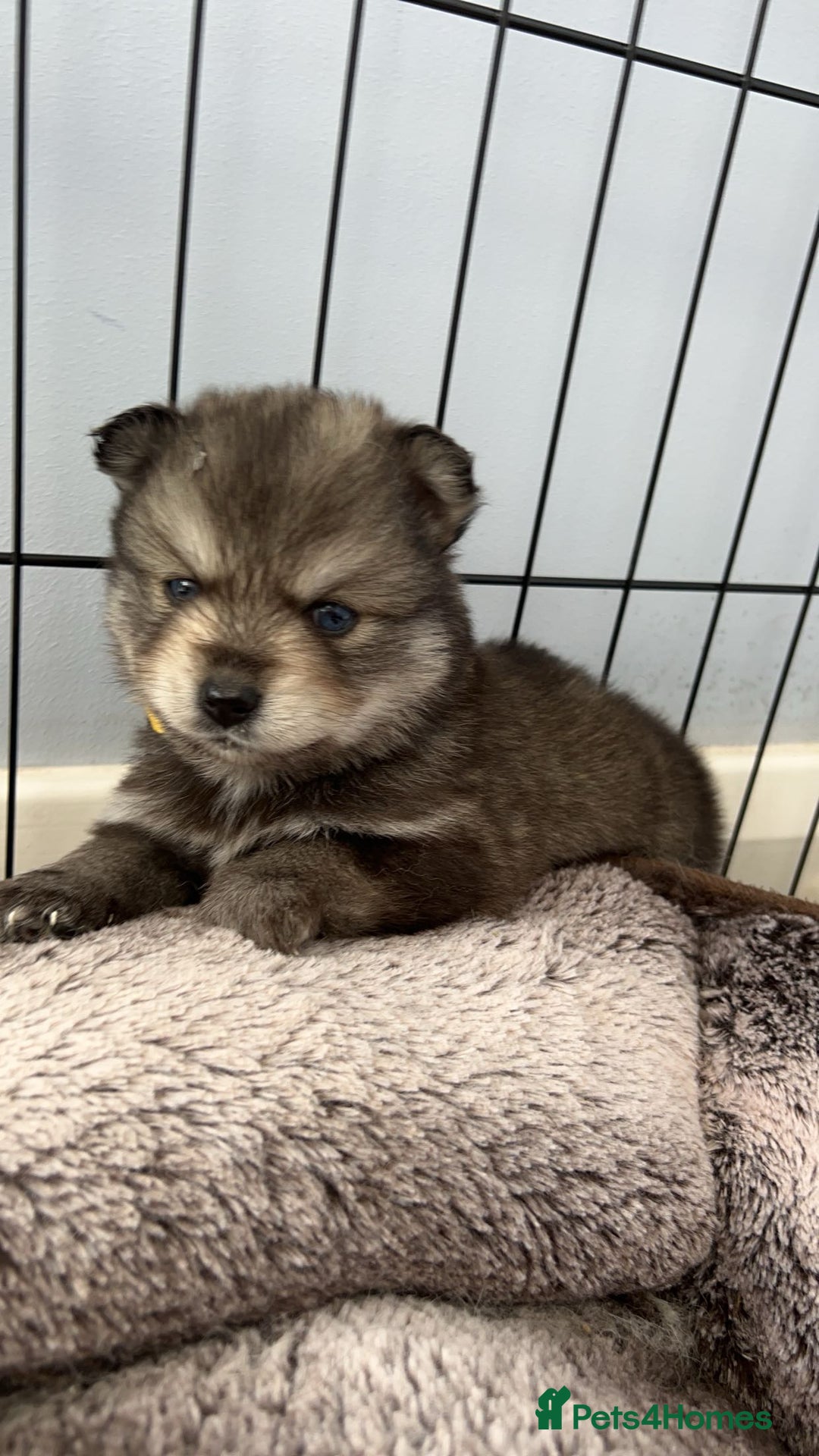 Pomsky dogs for sale: *WAITLIST OPEN* Pomsky puppy *FOUND HOMES* - Image 14