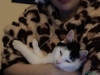 British Shorthair cats - Advert 3