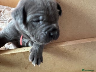 Cane Corso dogs for sale - Advert 1