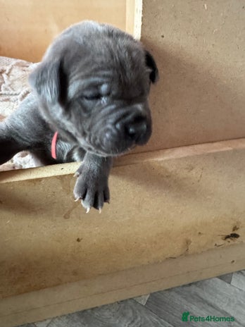 Cane Corso dogs - Advert 1