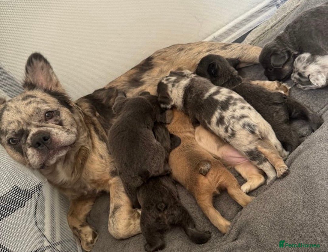 French Bulldog dogs for sale: Fluffy frenchie  - Advert 3