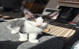 Mixed Breed cats for sale: Gorgeous kittens available  - Image 5