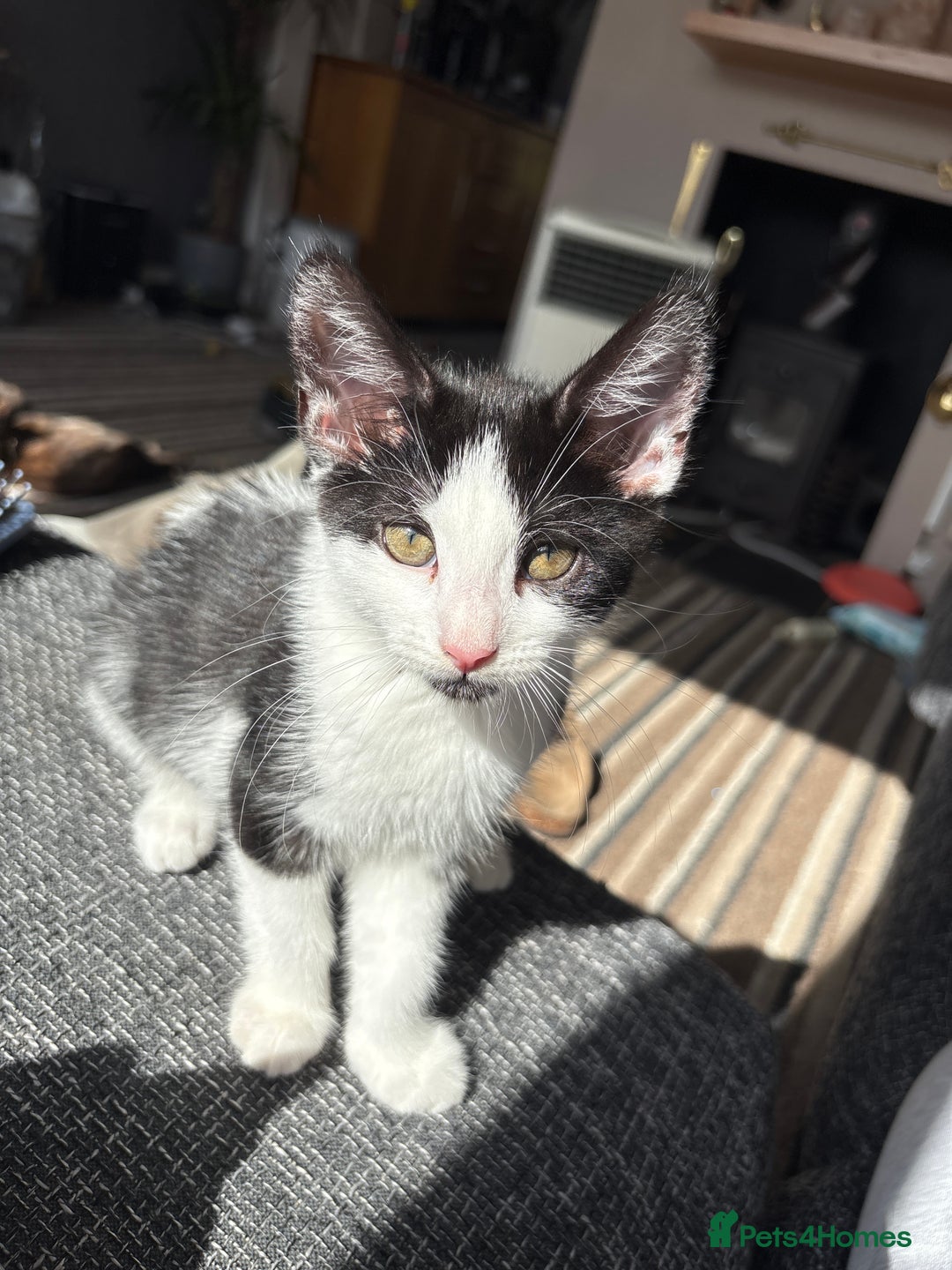 Mixed Breed cats for sale: Gorgeous kittens available  - Image 5