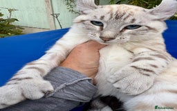 Keetso cats for sale: Breath taking polydactyl curled eared girl  - Image 6