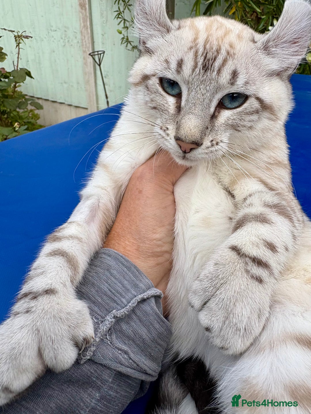 Keetso cats for sale: Breath taking polydactyl curled eared girl  - Image 6