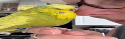 Budgerigars birds for sale: Super Tame Beautiful Exhibition Budgie - Advert 3