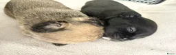 Mixed Breed dogs for sale: Pug Cross Puppies  - Advert 9