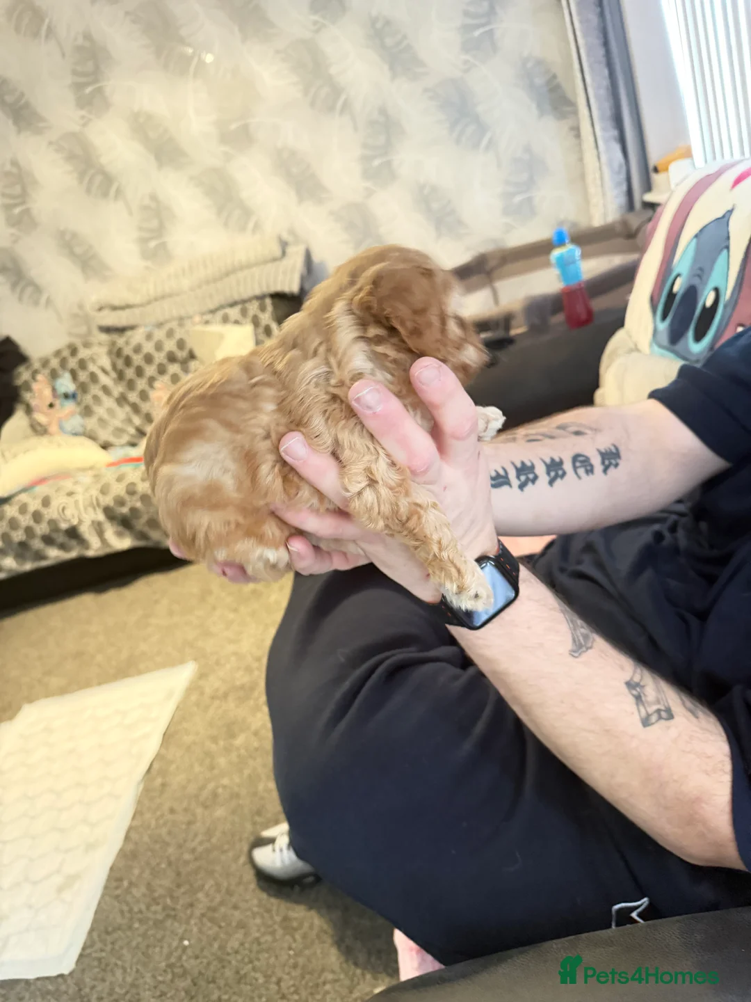 Cavapoochon dogs for sale: Beautiful cavapoochon puppies  - Advert 5