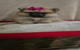 Pomeranian dogs for sale:  Pomeranian puppies ready now  - Image 10