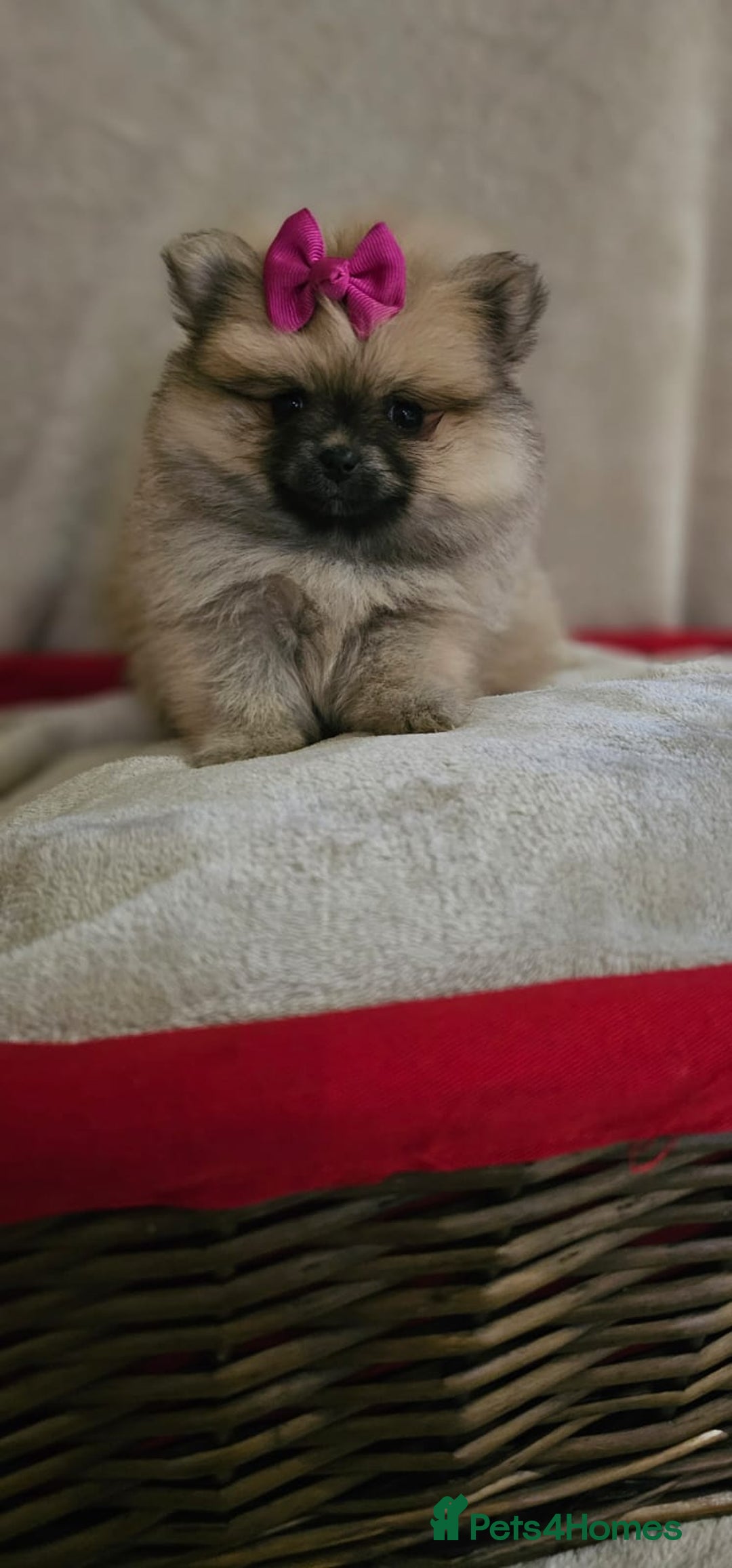 Pomeranian dogs for sale:  Pomeranian puppies ready now  - Image 10