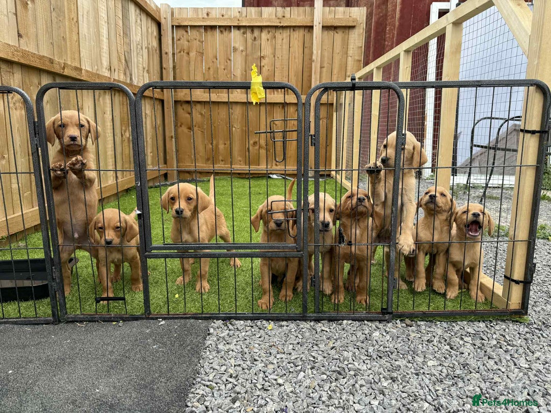 Labrador Retriever dogs for sale: KC Registered labradores ready to leave  - Image 23