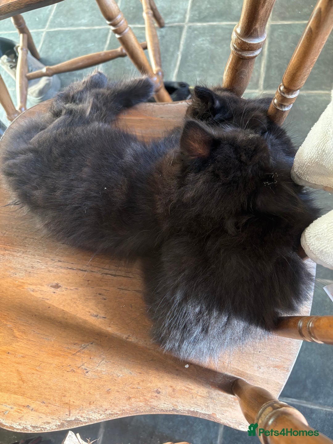 Mixed Breed cats for sale: 3 loveable playful kittens  - Image 8
