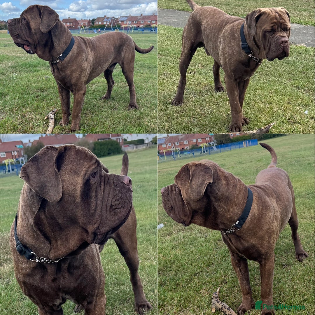 Neapolitan Mastiff dogs for sale: Neapolitan mastiff puppies due 27th September - Image 10