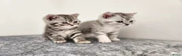 British Shorthair cats for sale: 🏆 Pedigree Silver British Shorthair Kittens 🏆 - Advert 8