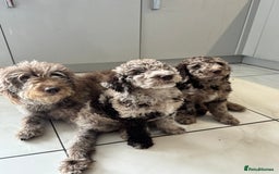Mixed Breed dogs for sale: Goldendoodle/Australian double doodles  - Image 3