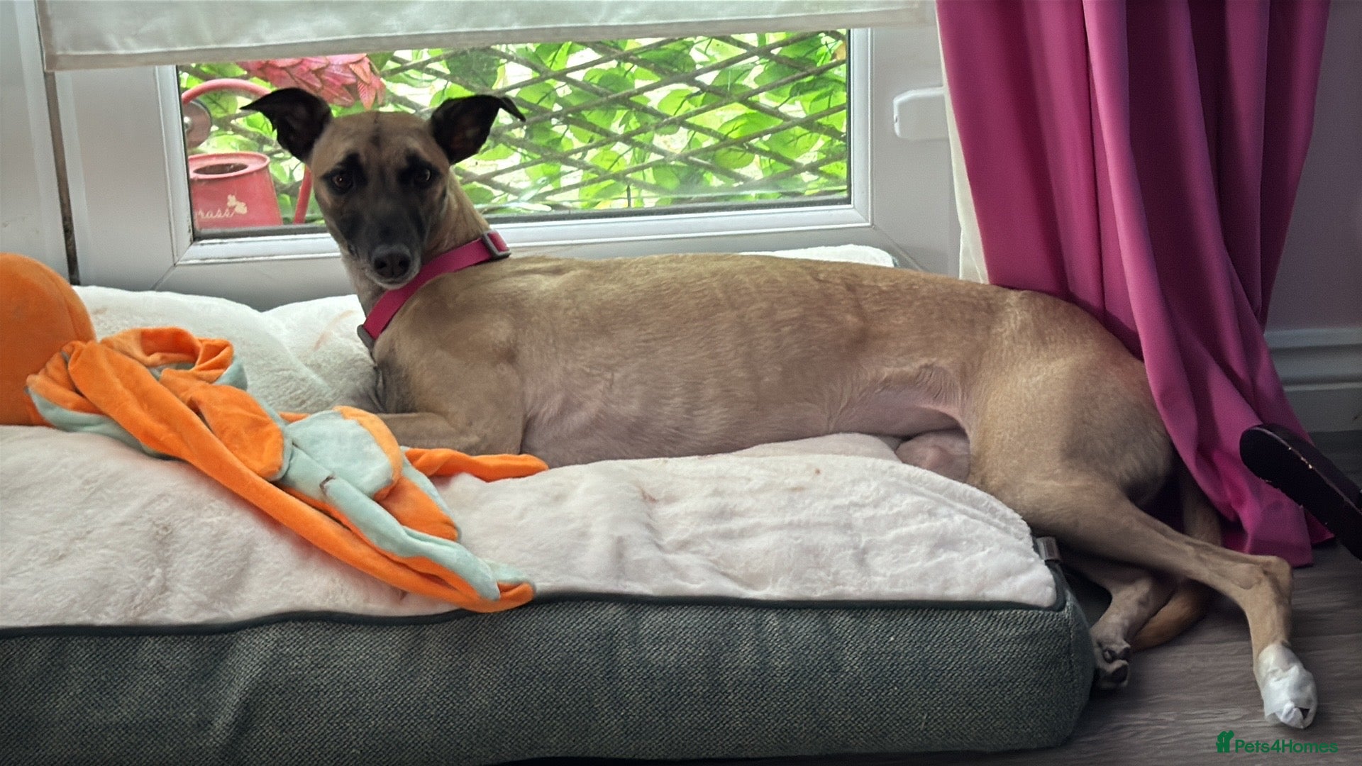 Mixed Breed dogs Grey/Mali cross - Advert 1