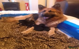 German Shepherd dogs for sale: German shepherd pups for sale  - Image 6