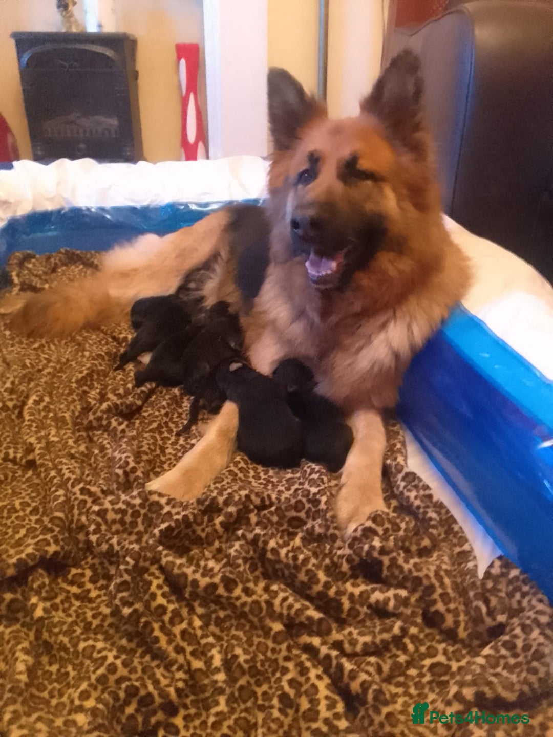 German Shepherd dogs for sale: German shepherd pups for sale  - Image 6