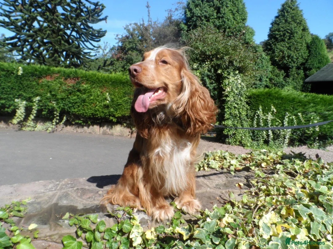 Cocker Spaniel dogs for sale: K.C REGISTERED COCKER SPANIEL PUPPIES - Advert 2