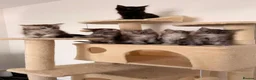 Maine Coon cats for sale: MaineCoon World Champion Bloodlines/London  - Advert 4