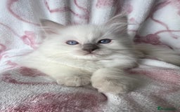 Ragdoll cats for sale: Ragdoll kittens  - Image 7