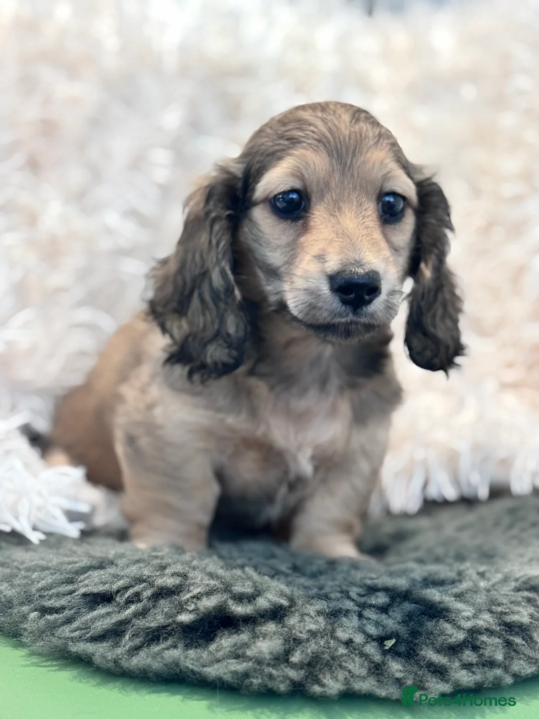 Miniature Dachshund dogs for sale: KC registered miniature dachshund boy longhaired - Advert 6