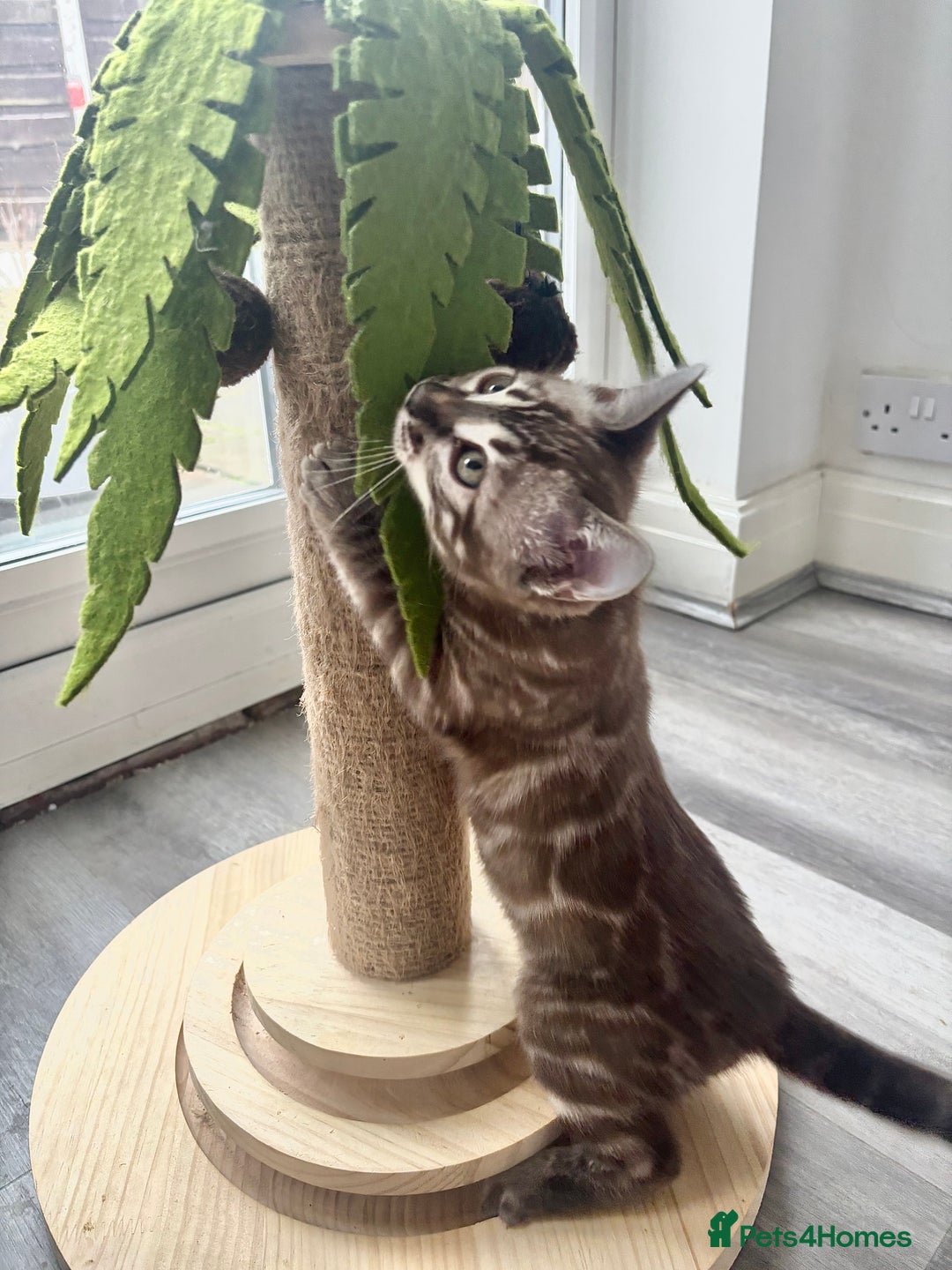 Bengal cats for sale: Pure Bengal kittens ready to go - Advert 8