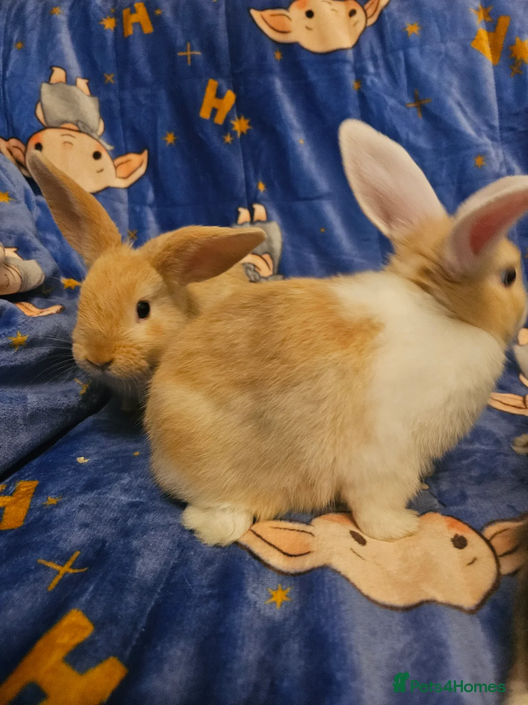 Mixed Breed rabbits for sale: 3 baby bunnies ready for their forever home - Advert 16