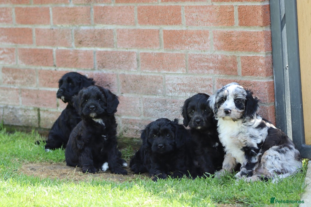 Cavapoo dogs for sale: Beautiful F1 Cavapoo puppies for sale - Image 16