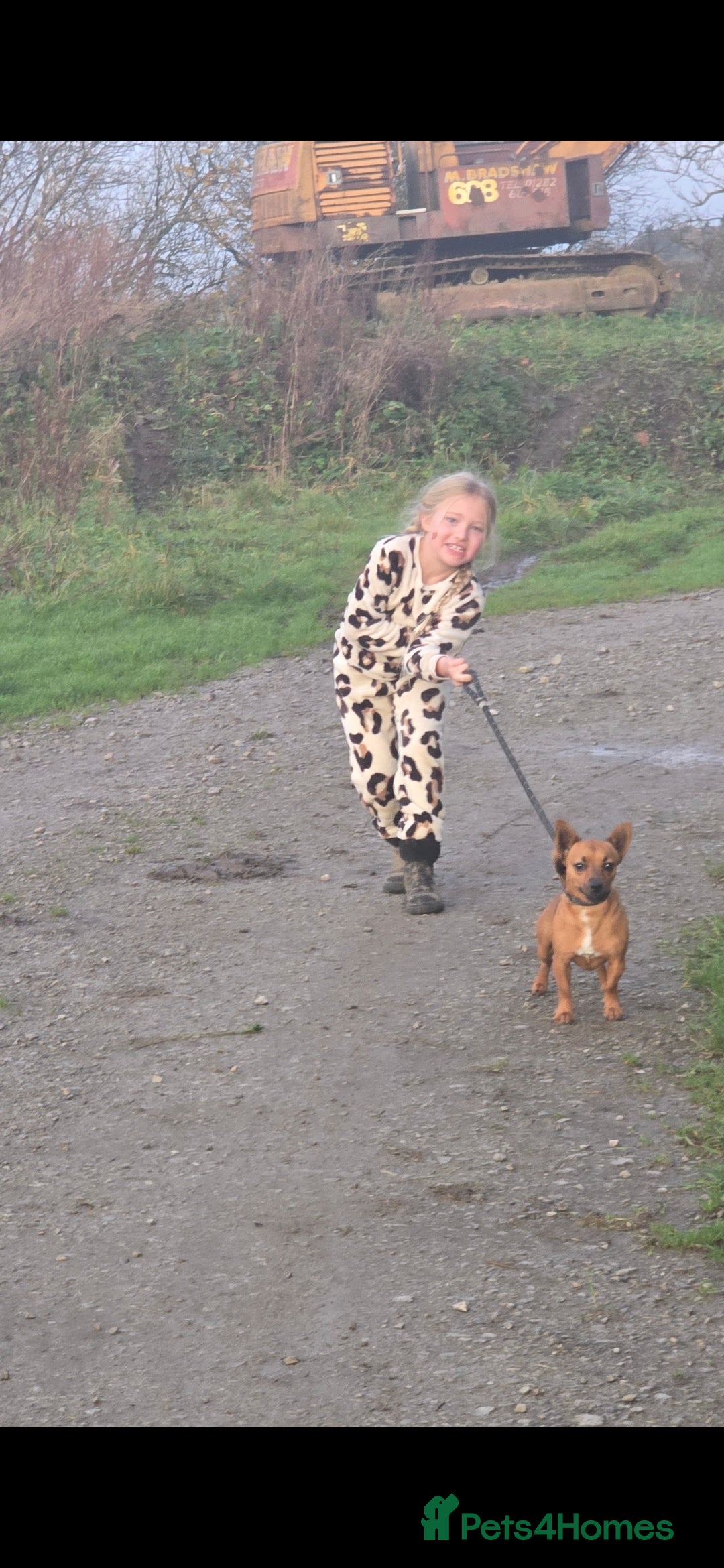 Jack Russell dogs for sale: Red JRT "Blanche" - Advert 3