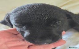 Labrador Retriever dogs for sale: Stunning litter of Fox Red and Black Labradors - Image 30