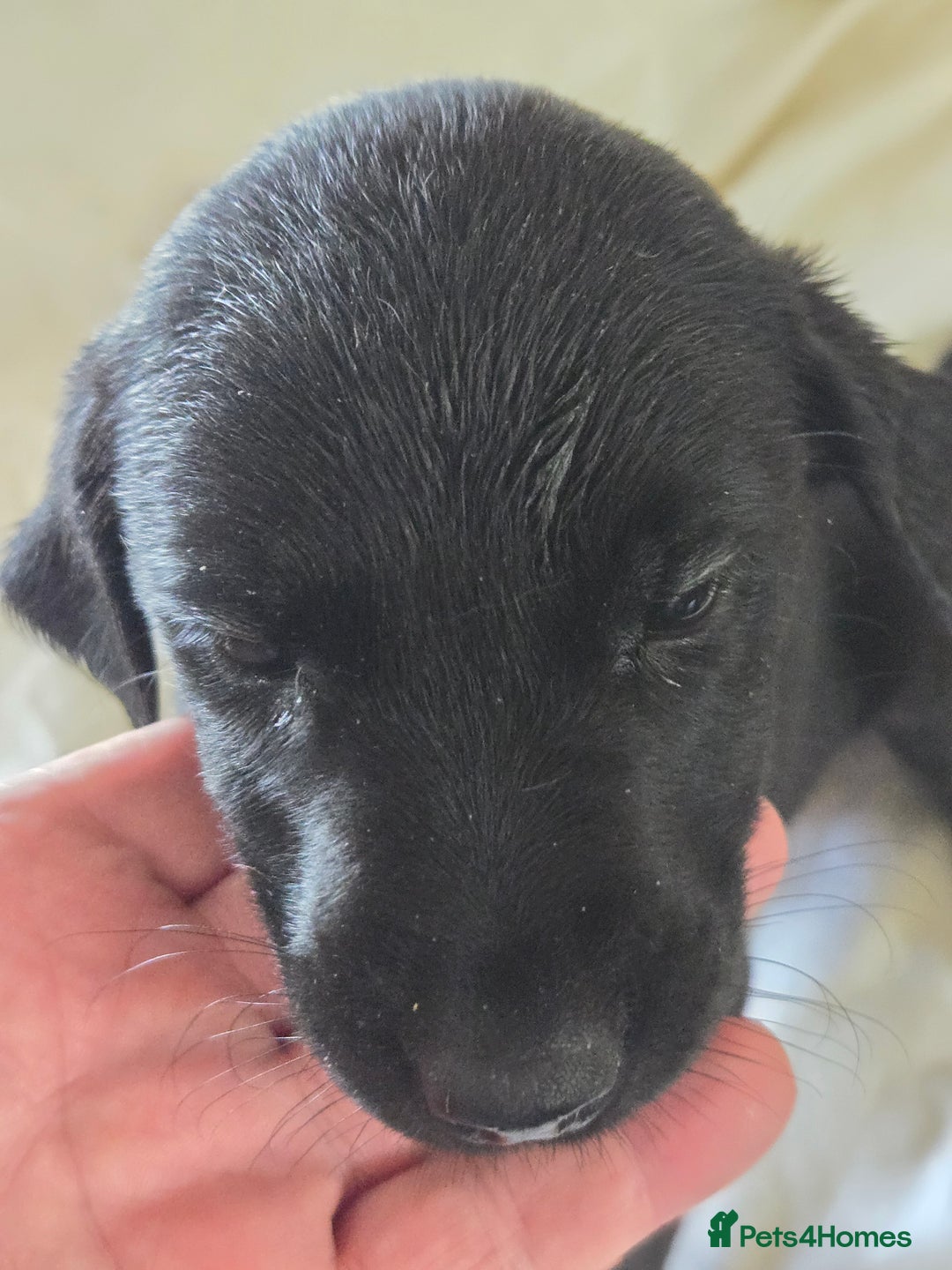 Labrador Retriever dogs for sale: Stunning litter of Fox Red and Black Labradors - Image 30