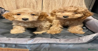 Cockapoo dogs - Advert 2