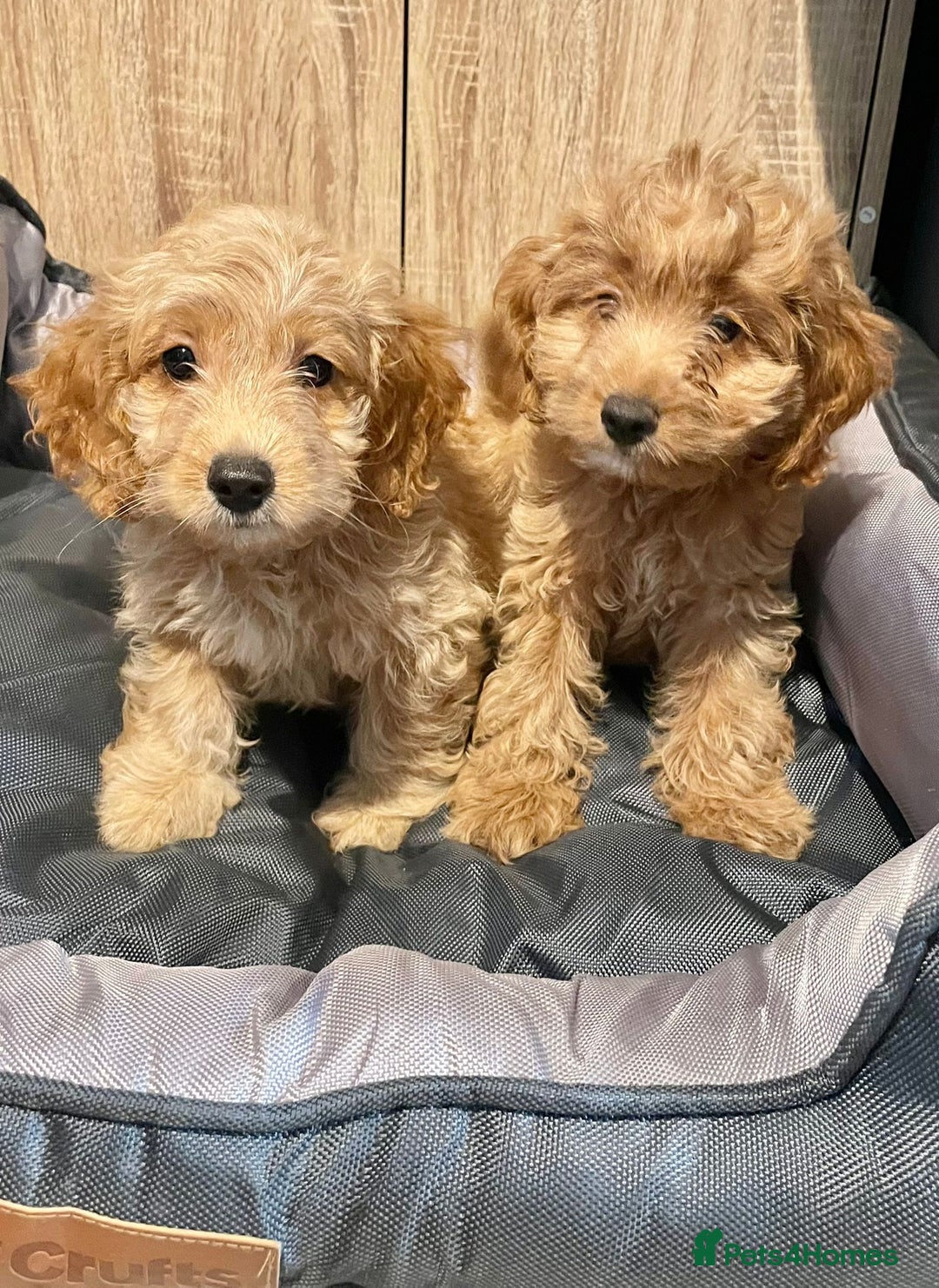 Cockapoo dogs for sale: Cockapoo Girls Ready Now - Image 2
