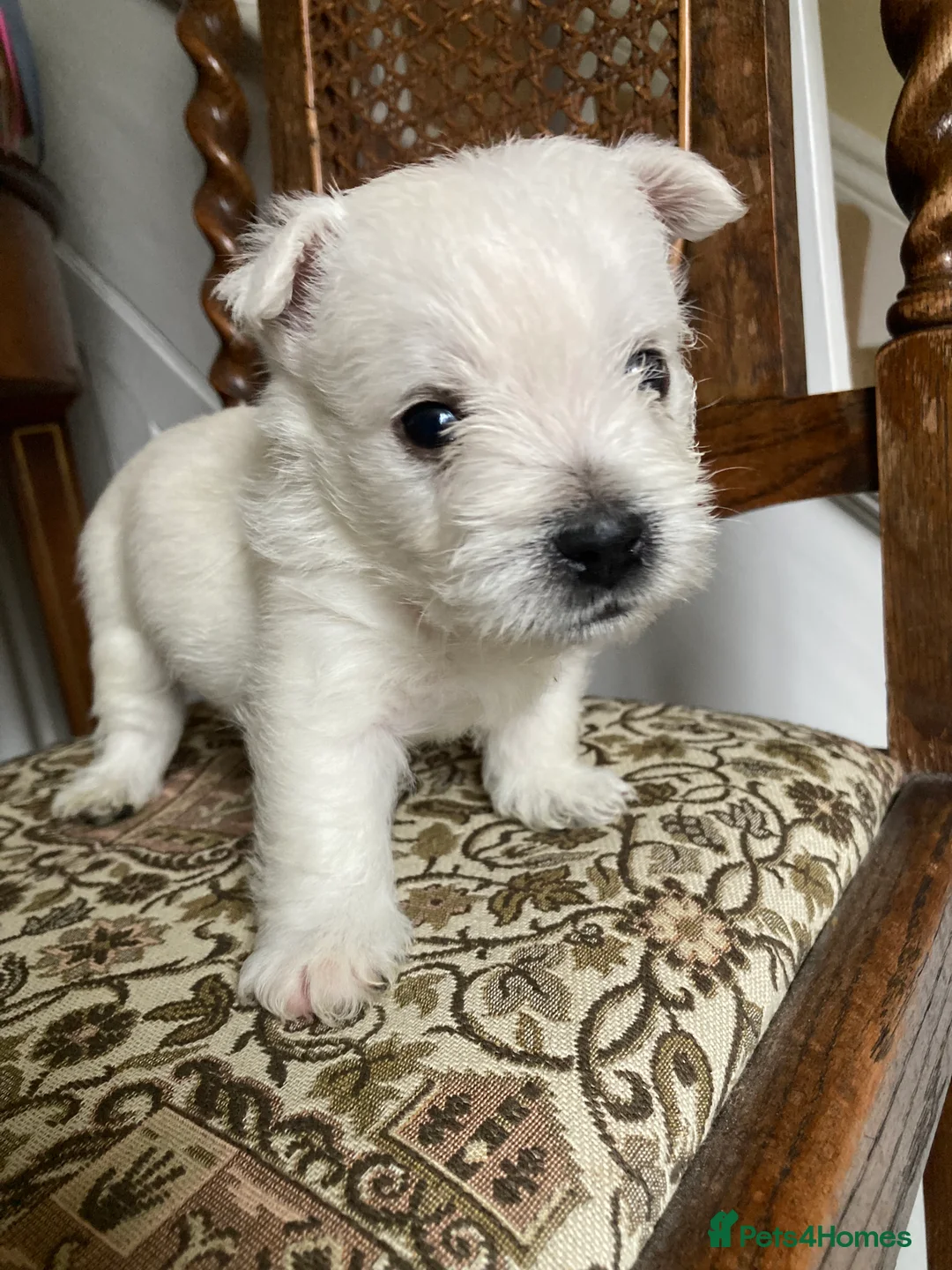 West Highland Terrier dogs for sale: Beautifully bred West Highland Terriers - Advert 13