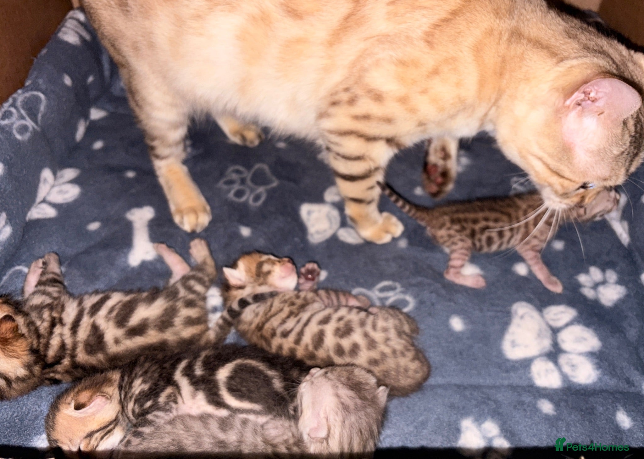 Bengal cats Bengal Kittens - Advert 1
